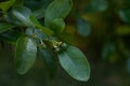 Small budding ruby red grapefruit Citrus Ãâ paradise on a tree Royalty Free Stock Photo